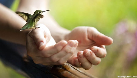 An illustration of a hummingbird sitting in the hands of a girl extending her arms